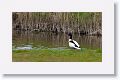 Common Shelduck