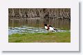 Common Shelduck
