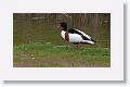 Common Shelduck