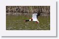 Common Shelduck