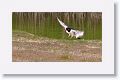 Eurasian Oystercatcher