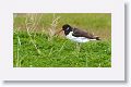 Eurasian Oystercatcher