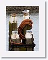 Herring Gull