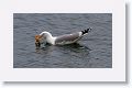 Herring Gull with starfish