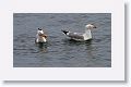 Herring Gull with starfish
