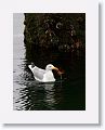 Herring Gull with crab