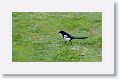 Eurasian Magpie