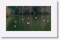 Greylag Geese