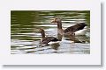 Greylag Geese