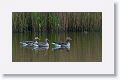 Greylag Geese