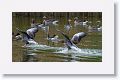 Greylag Geese