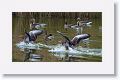 Greylag Geese