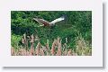 Eurasian Marsh Harrier