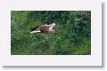 Eurasian Marsh Harrier