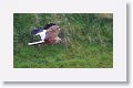 Eurasian Marsh Harrier