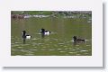 Tufted Ducks
