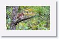 Ferruginous Pygmy Owl