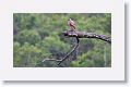 Roadside Hawk