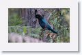 Bushy-headed Jay