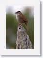 Rusty Sparrow