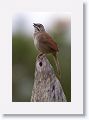 Rusty Sparrow
