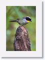 White-naped Brush-finch