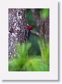 Pale-billed Woodpecker