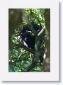 Porcupines sleeping the day off in a tree