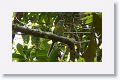 Blue-throated Motmot