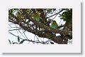 Blue-throated Motmots