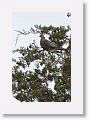 Band-tailed Pigeon