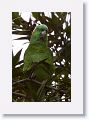 Yellow-napped Parrot