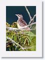 Red-winged Blackbird, female