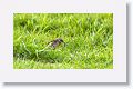 Eastern Meadowlark