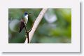 Azure-crowned Hummingbird