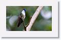 Azure-crowned Hummingbird
