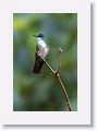 Azure-crowned Hummingbird