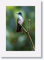 Azure-crowned Hummingbird