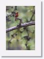 Hepatic Tanager, male