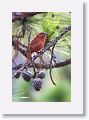 Hepatic Tanager, male
