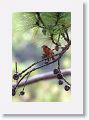 Hepatic Tanager, male