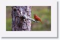 Hepatic Tanager, male