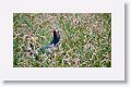 Purple Gallinule