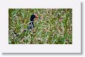 Purple Gallinule