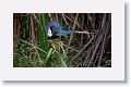Purple Gallinule