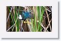 Purple Gallinule