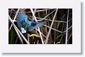 Purple Gallinule