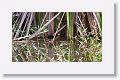 Purple Gallinule chicks