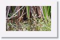 Purple Gallinule chicks