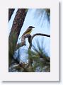 Great Kiskadee
